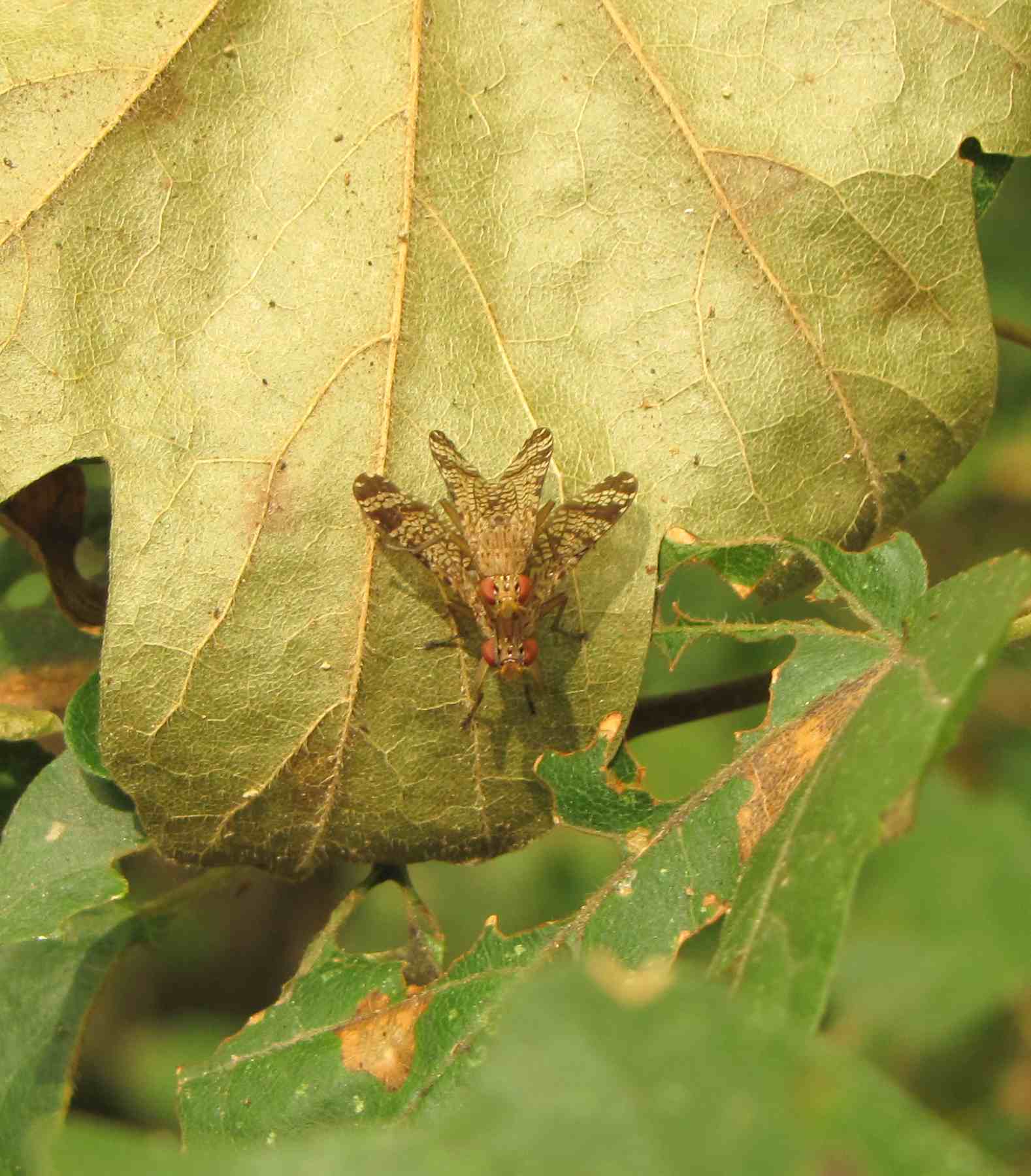 In accoppiamento: Euthycera chaerophylli